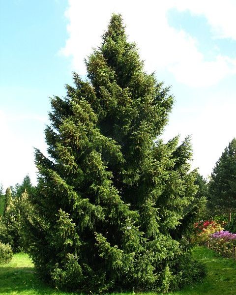 Picea omorika – Peccio di Serbia