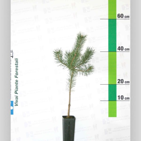 Pinus Nigra Austriaca – Pino nero
