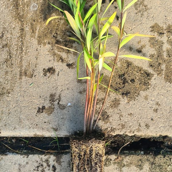 Nerium Oleander – Oleandro