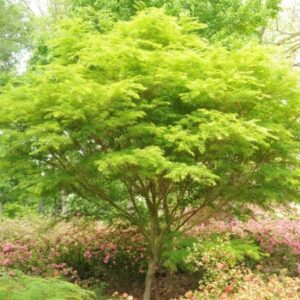 Acer Palmatum – Acero palmato