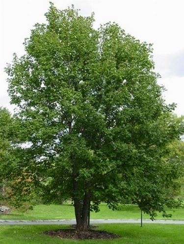 Acer pseudoplatanus – Acero montano