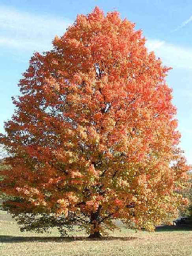 Acer saccharinum – Acero argenteo