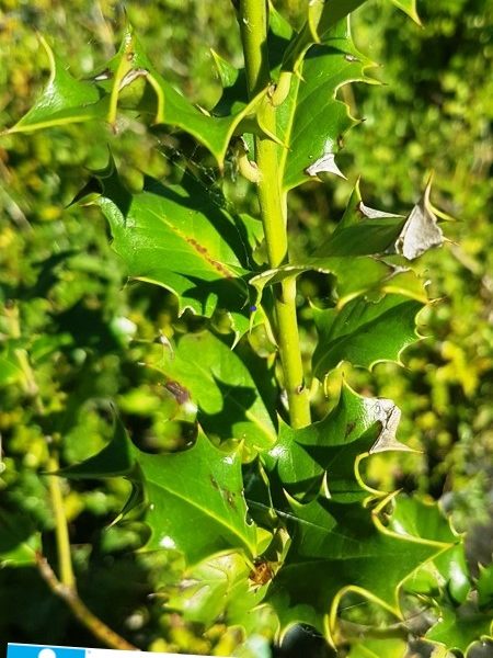 Ilex aquifolium- Agrifoglio