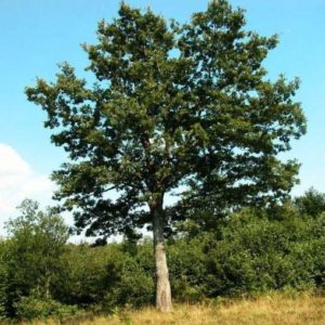 Quercus Cerris – Cerro