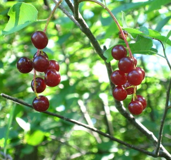 Prunus Avium – Ciliegio