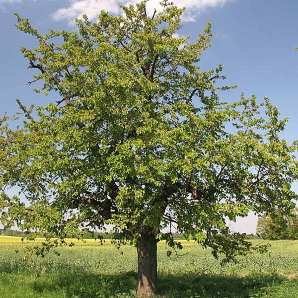 Prunus Avium – Ciliegio selvatico