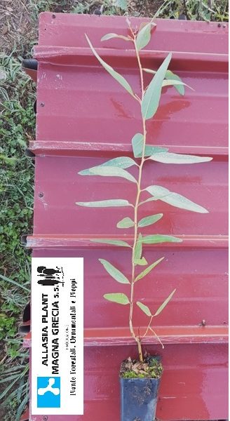 Eucaliptus camaldulensis- Eucalipto Rosso