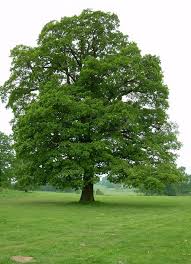 Quercus Robur – Farnia