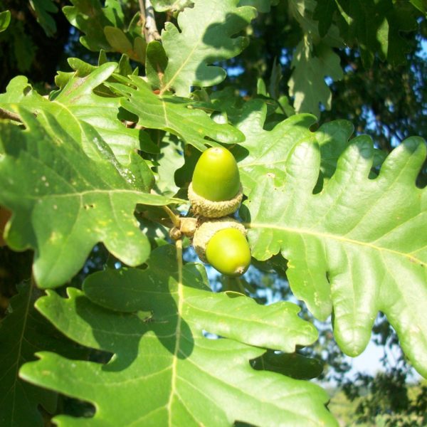 Quercus robur – Farnia