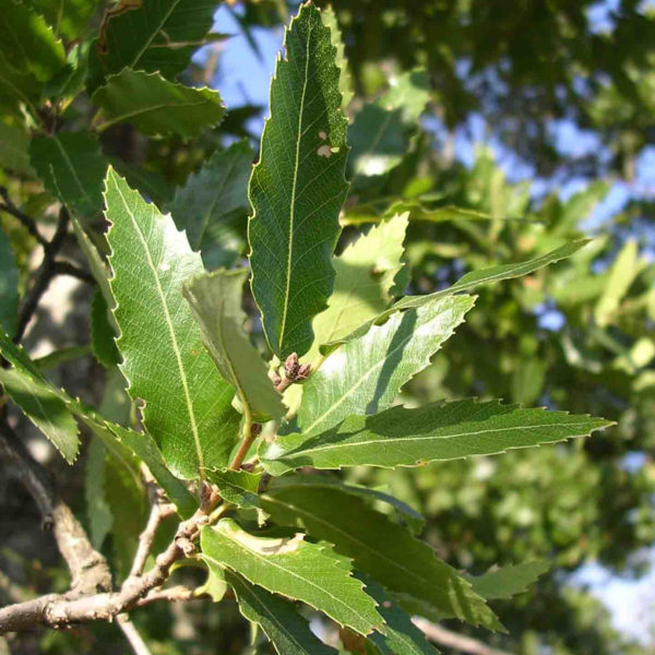 Quercus Trojana – Fragno