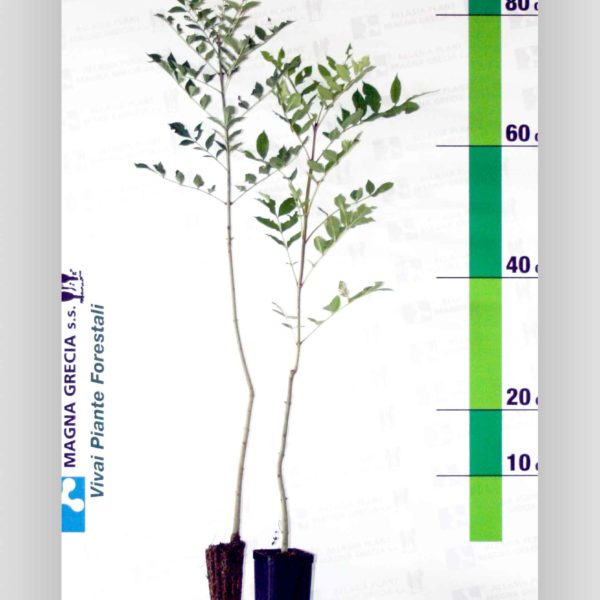 Fraxinus angustifolia – Frassino  meridionale