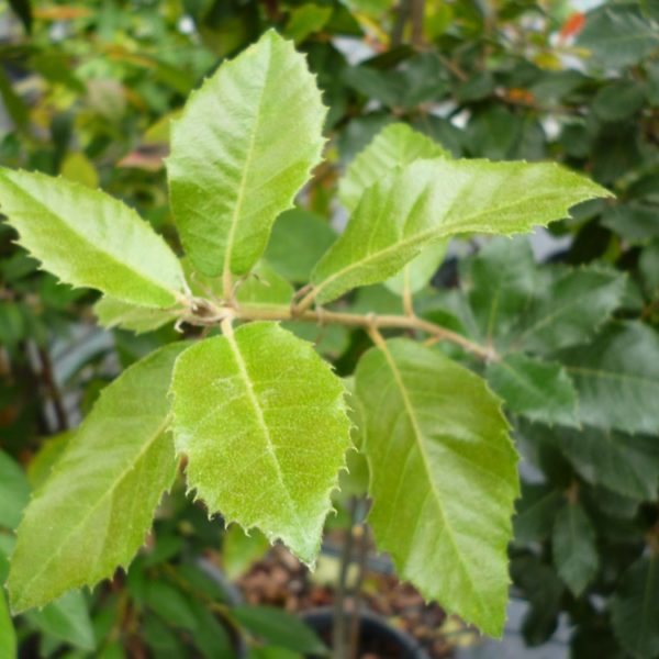 Quercus Ilex – Leccio