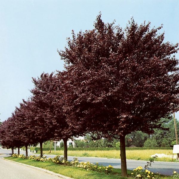Prunus Cerasifera – Mirabolano