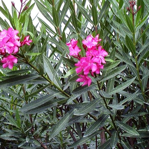 Nerium Oleander- Oleandro