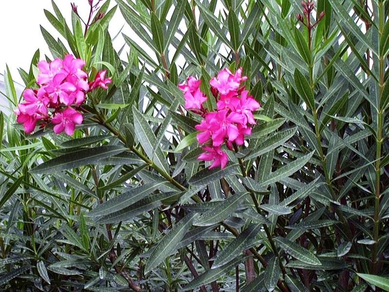 NERIUM OLEANDER OFFERTA 40 piante in alveolo oleandro fiori rosa per siepi 