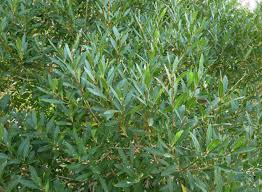 Phillyrea angustifolia – Ilatro sottile