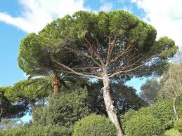 Pinus Halepensis -Pino d’Aleppo