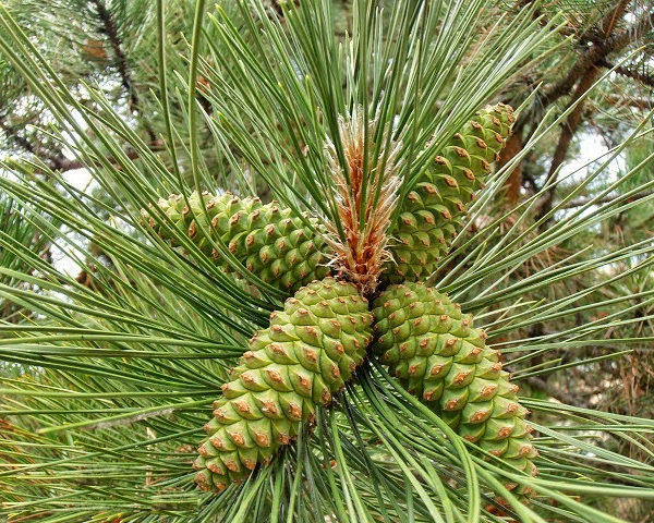 Pinus nigra- Pino Nero “Silano” (laricio)
