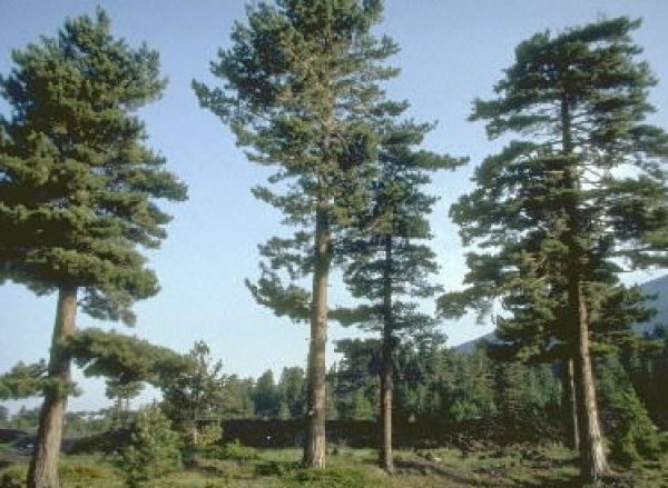 Pinus nigra laricio – Pino Nero “Silano”
