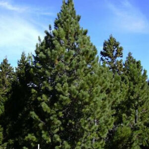 Pinus radiata – Pino insigne