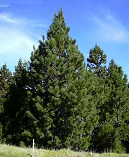 Pinus radiata – Pino insigne