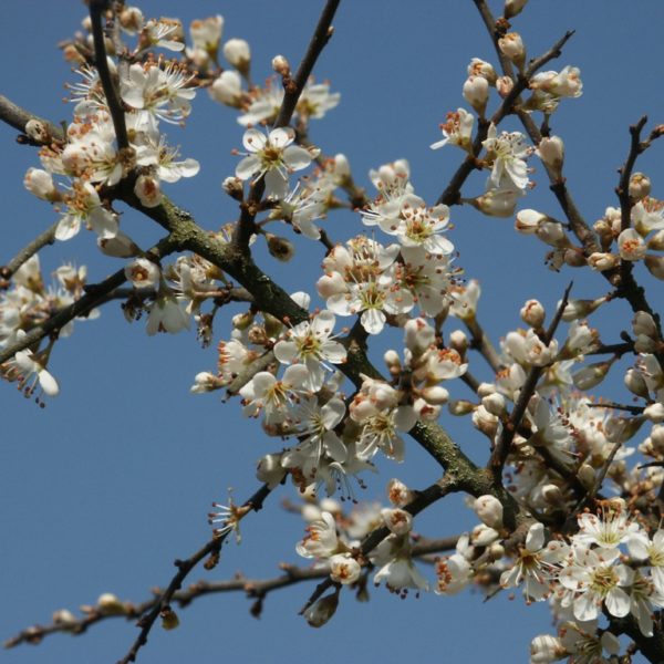 Prunus spinosa- Prugnolo