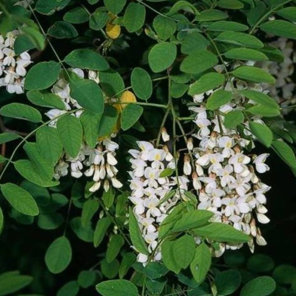Robinia pseudoacacia – Acacia