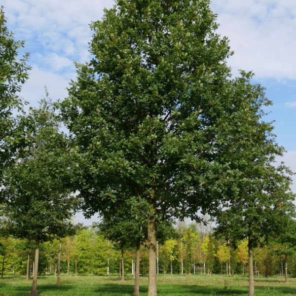 Quercus Petraea-Rovere