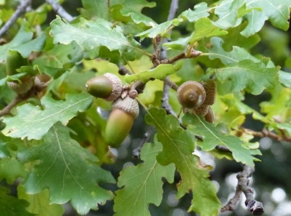 Quercus Pubescens – Roverella