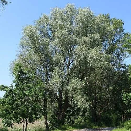Salix Alba – Salice bianco