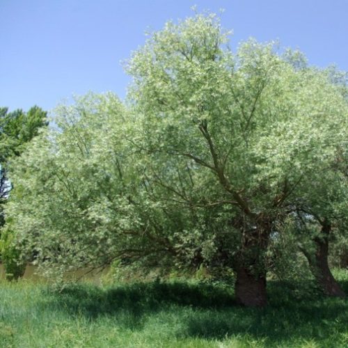 Salix Alba – Salice bianco
