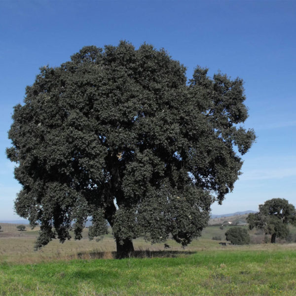 Quercus Suber – Sughera