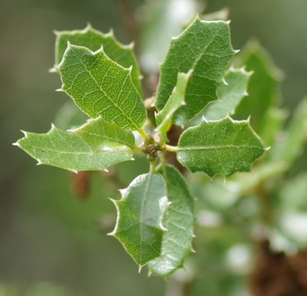 Quercus Coccifera- Quercia Spinosa