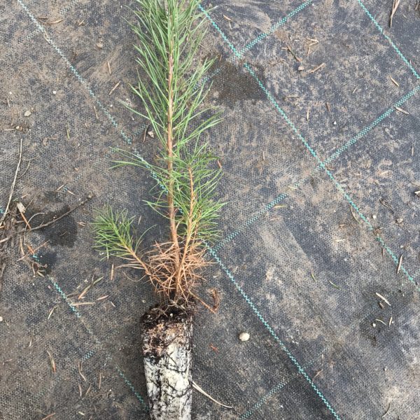 Pinus Sylvestris- Pino Silvestre