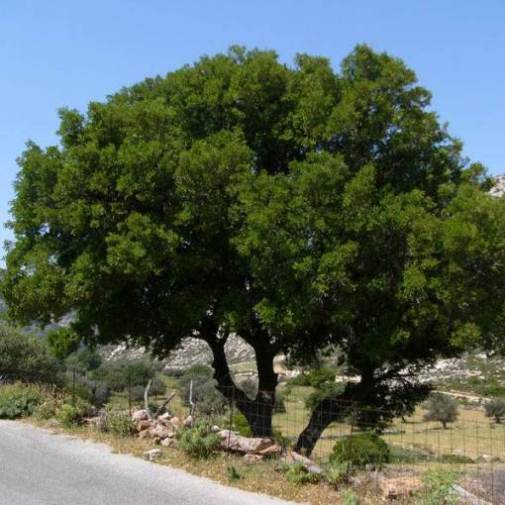 Quercus Coccifera- Quercia Spinosa
