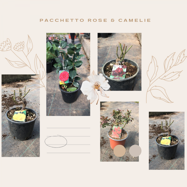 Pacchetto Rose & Camelie