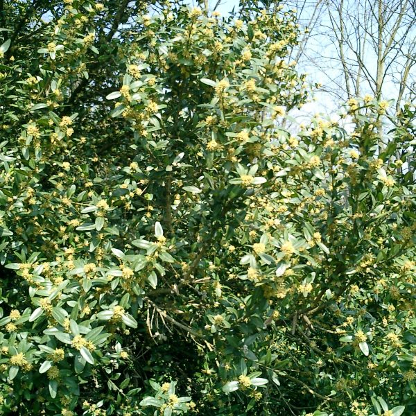 Buxus sempervirens – Bosso