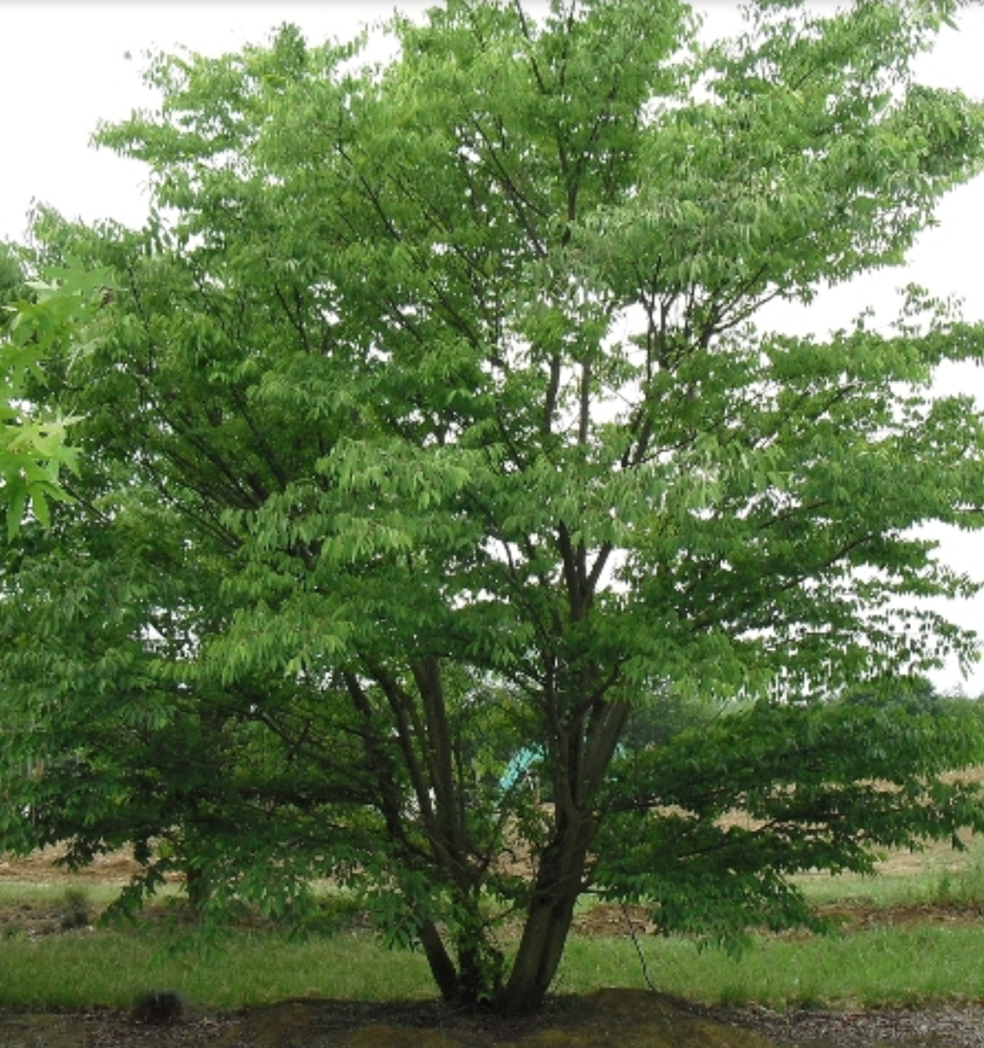 Ostrya Carpinifolia – Carpino Nero