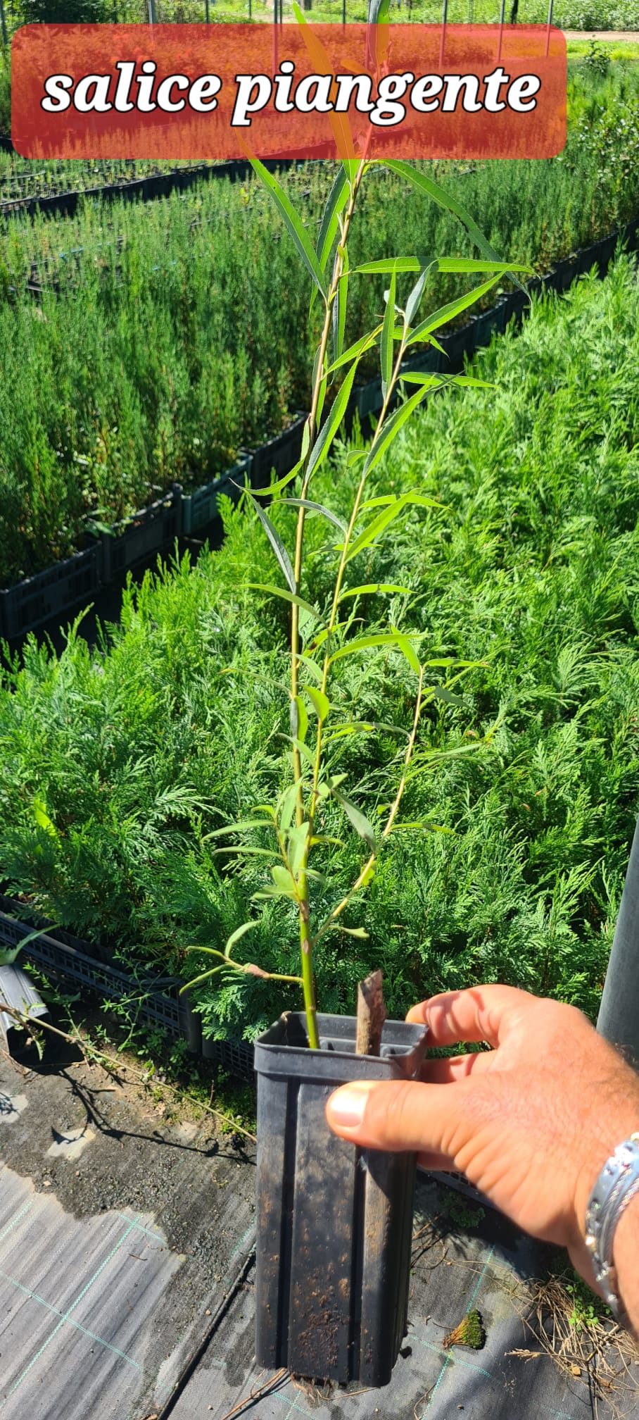 Salix Babylonica – Salice Piangente