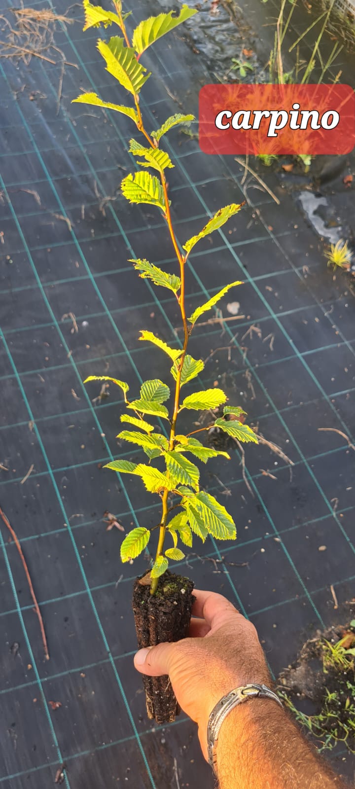 Carpinus Betulus – Carpino Bianco
