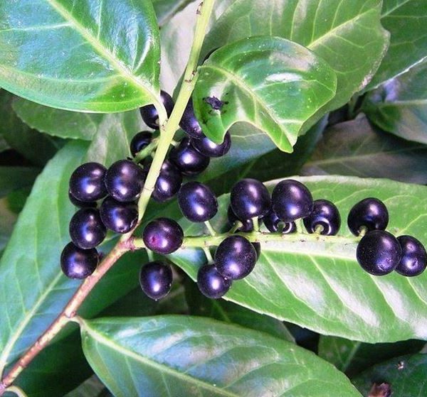 Prunus Laurocerasus – Lauroceraso
