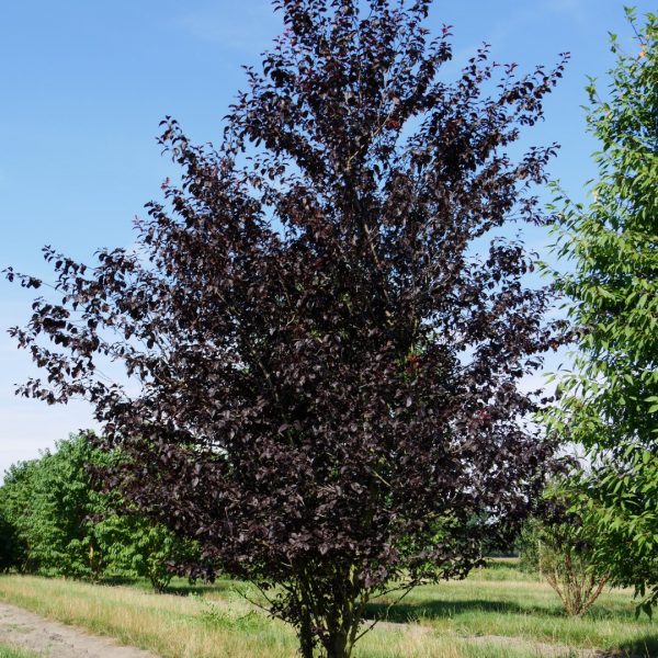 Prunus Nigra