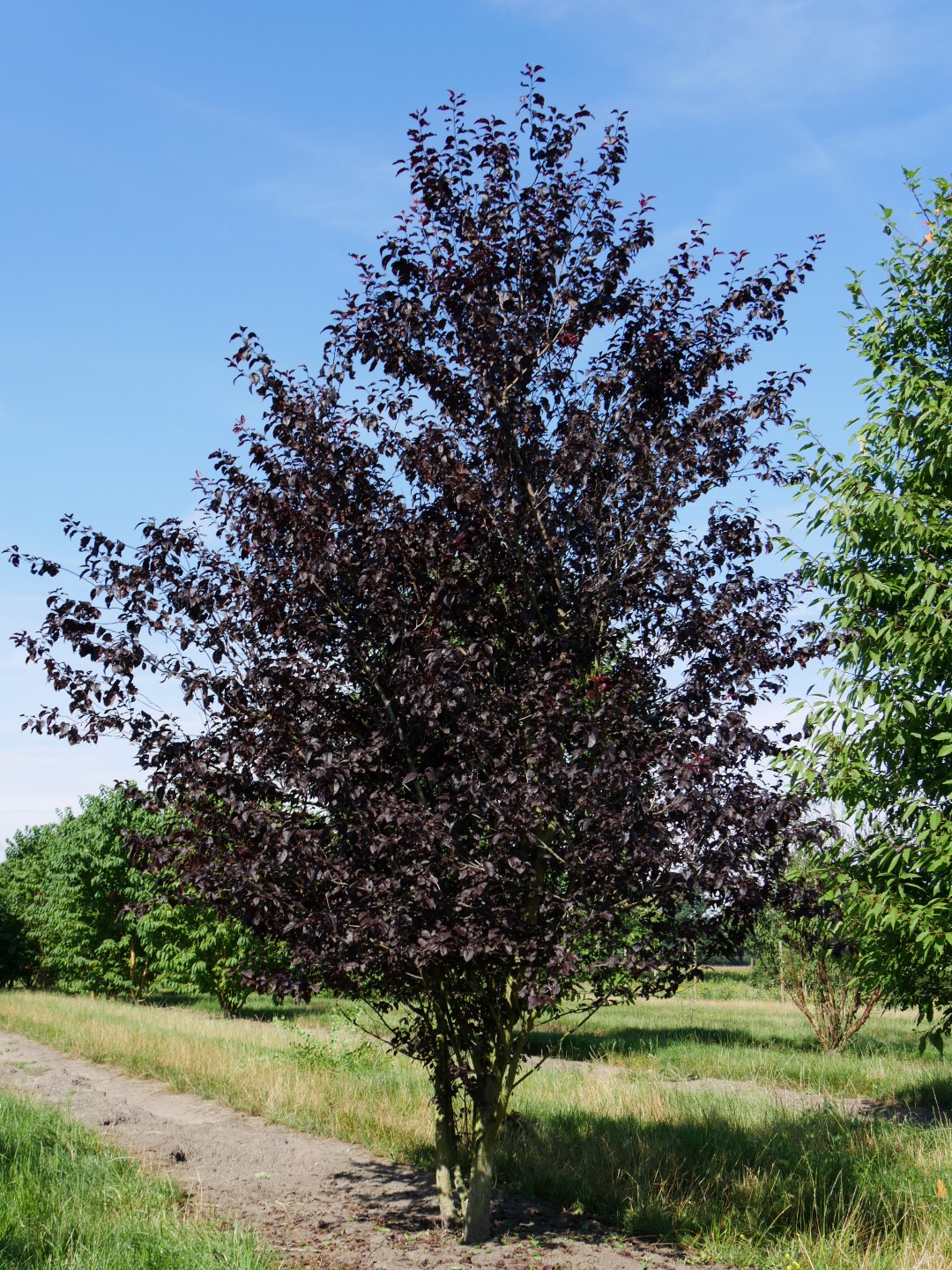 Prunus Pissardi Nigra