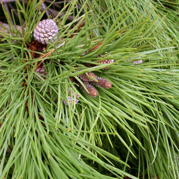 Pinus Pinea – Pino da Pinoli