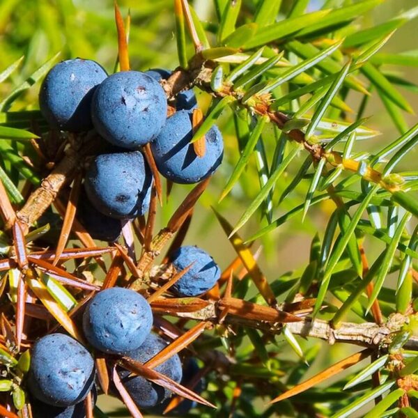 Juniperus communis – ginepro