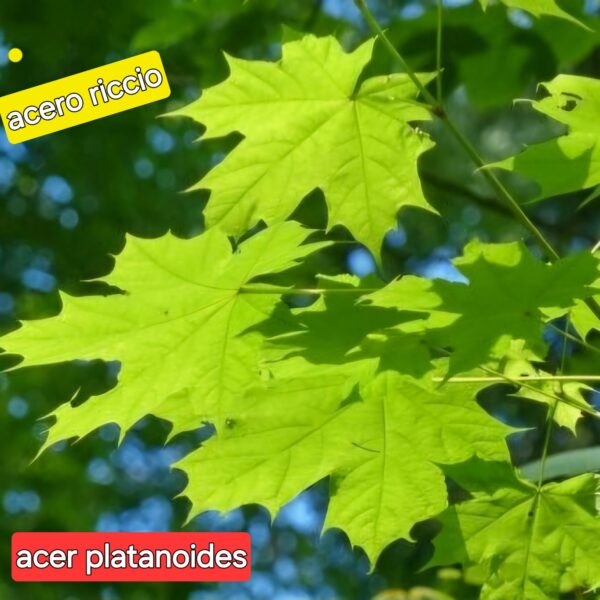 Acer platanoides ( acero riccio)